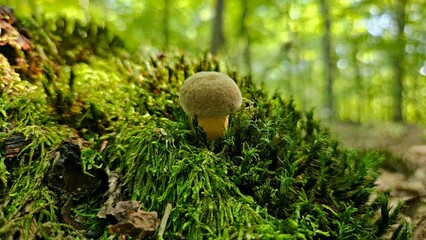 mushroom in the forest