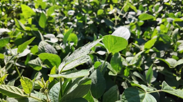 Soybean field. Soybean plantation. Soy bean plants close-up.