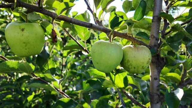 Young apple orchard. Green apples on a branch - organic fruits.