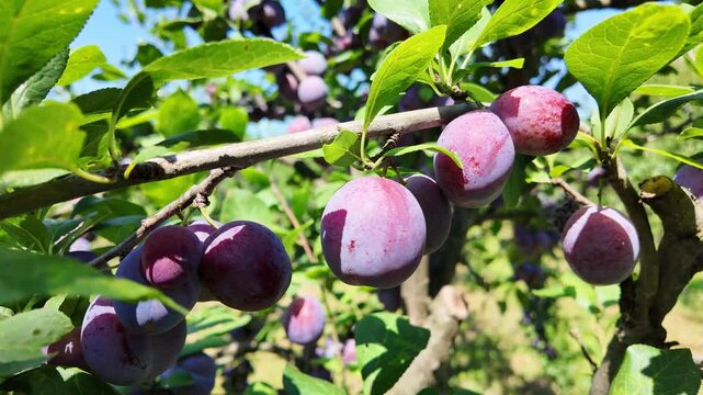 Blue plums orchard. Organic Fruits.