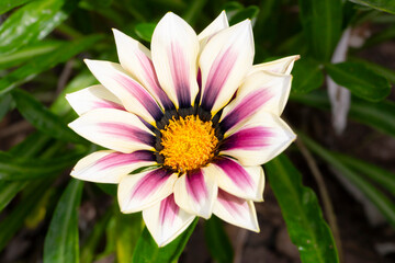 Obraz premium Daisy Flower Macro Photo