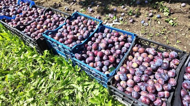 Plum harvest. Fruit in boxes.