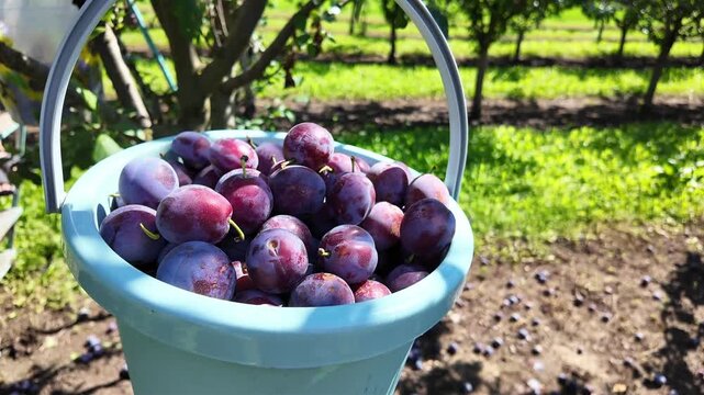 Plum harvest. Ripe fruit in a bucket.