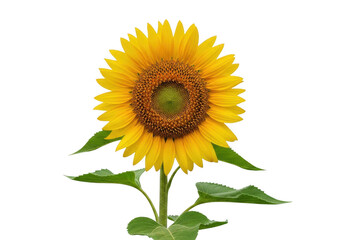 Obraz premium Bright yellow sunflower in full bloom against a solid background isolated on transparent background