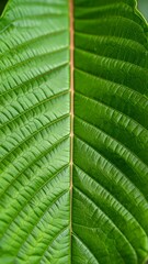 Close-up of a vibrant leaf