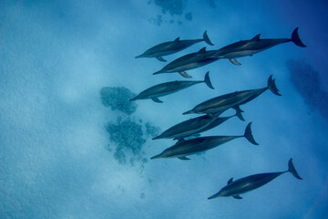 Bottlenose Dolphin in the blue sea background