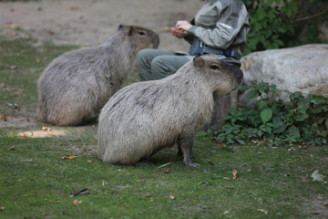 Moscow, Russia, September 10, 2025 - 
feeding capybaras at the Moscow Zoo, zoo workers hand-feed