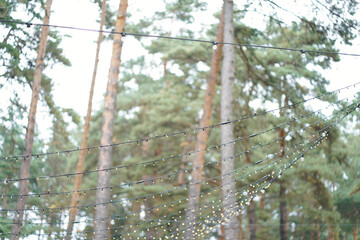 Wedding string lights hanging between trees with a pine forest background.