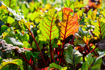 Beetroot leaves, close-up, beet leaf background. Fresh farm vegetable and bio food concept.