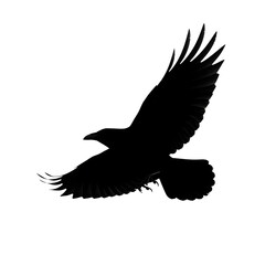 Obraz premium Silhouette of a crow in flight isolated on transparent background, wings spread