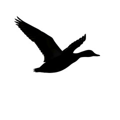Silhouette of a duck in flight isolated on transparent background