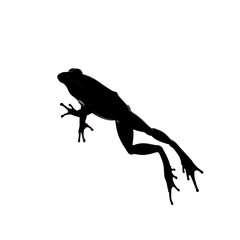 Obraz premium Silhouette of a frog isolated on transparent background