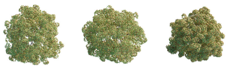 Aesculus hippocastanum Tree plan top view cutout transparent isolate on background © DH Tree Stock