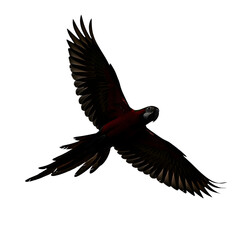 A dark macaw in flight, isolated on transparent background