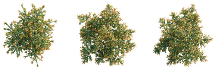 Berberis darwinii Tree plan view cutout transparent background