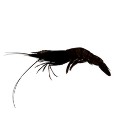 Silhouette of a black shrimp isolated on transparent background, side view