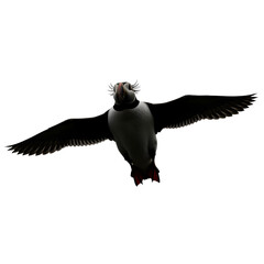Atlantic puffin in flight isolated on transparent background, wings spread wide