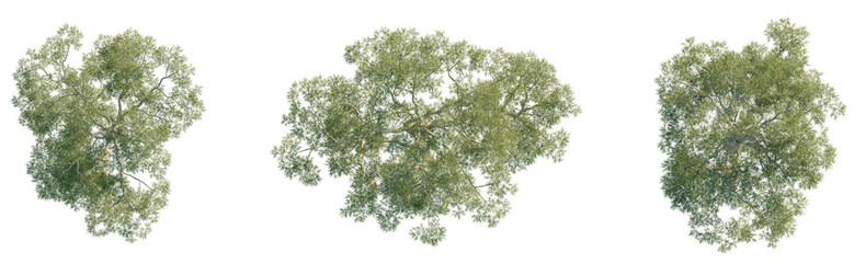 Eucalyptus saligna Tree plan view cutout transparent background