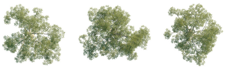 Eucalyptus saligna Tree plan top view cutout transparent isolate on background © DH Tree Stock
