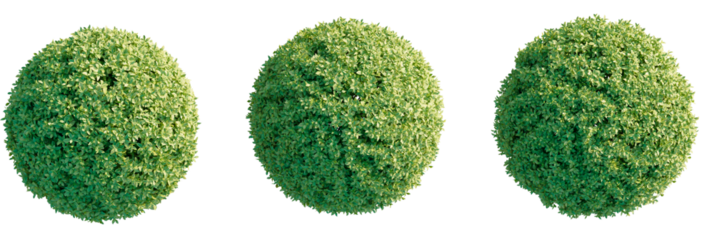 Ficus microcarpa golden leaves Tree plan view cutout transparent background