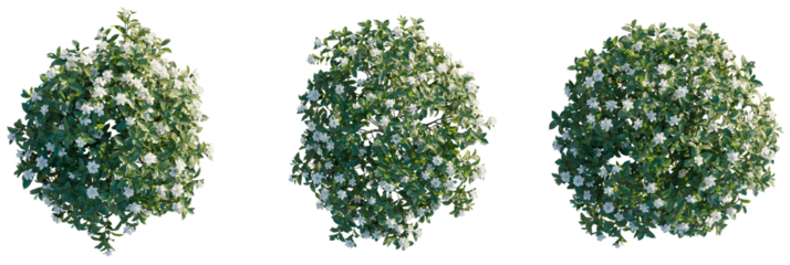 Gardenia jasminoides ellis Tree plan top view cutout transparent isolate on background