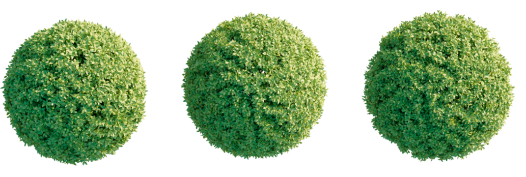 Ficus microcarpa golden leaves Tree plan view cutout transparent background