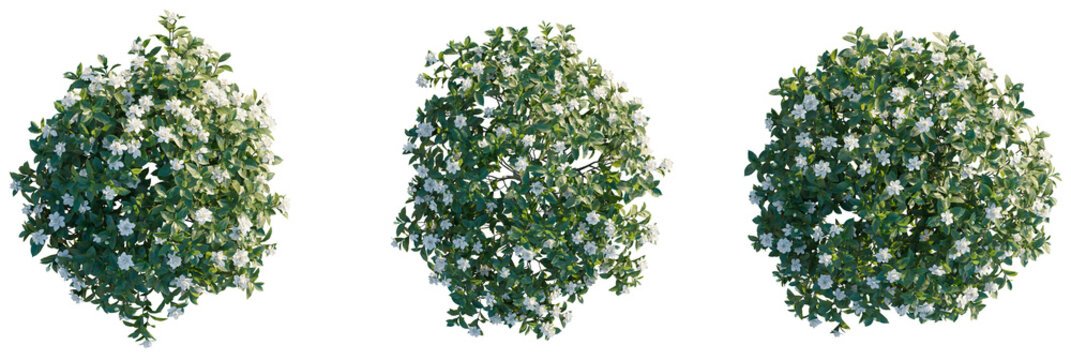 Gardenia jasminoides ellis Tree plan top view cutout transparent isolate on background