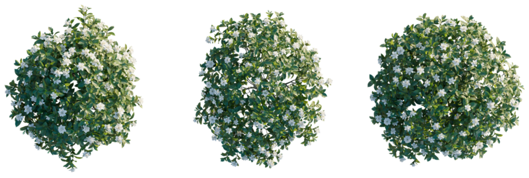 Gardenia jasminoides ellis Tree plan top view cutout transparent isolate on background