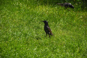 A starling perched on lush green grass, symbolizing nature's beauty and wildlife. 
