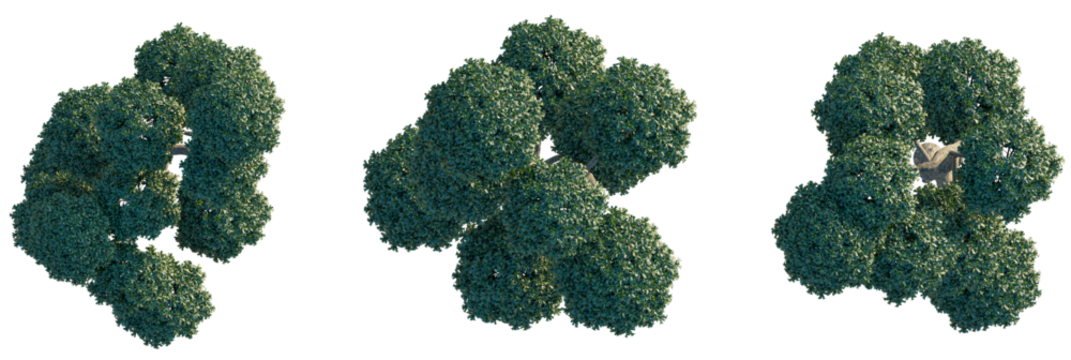 Ilex cornuta Tree plan view cutout transparent background