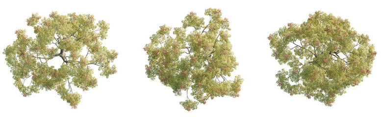 Koelreuteria paniculat Tree plan top view cutout transparent isolate on background