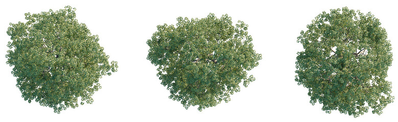 Liriodendron tulipifera Tree plan view cutout transparent background