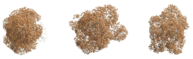 Metasequoia glyptostroboides Tree plan view cutout transparent background © DH Tree Stock