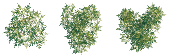 Paeonia delavay Tree plan top view cutout transparent isolate on background