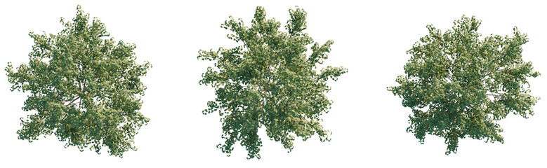 Obraz premium Platanus x acerifolia Tree plan top view cutout transparent isolate on background