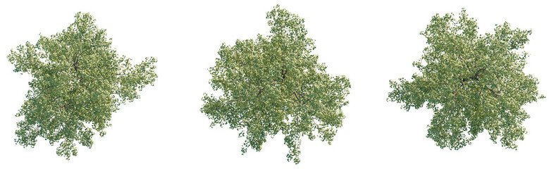 Fototapeta premium Populus x canadensis Tree plan view cutout transparent background