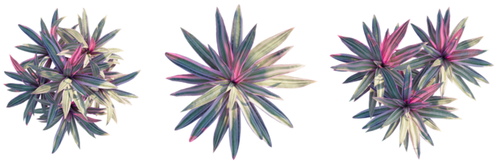 Rhoeo spathaceo Tree plan view cutout transparent background