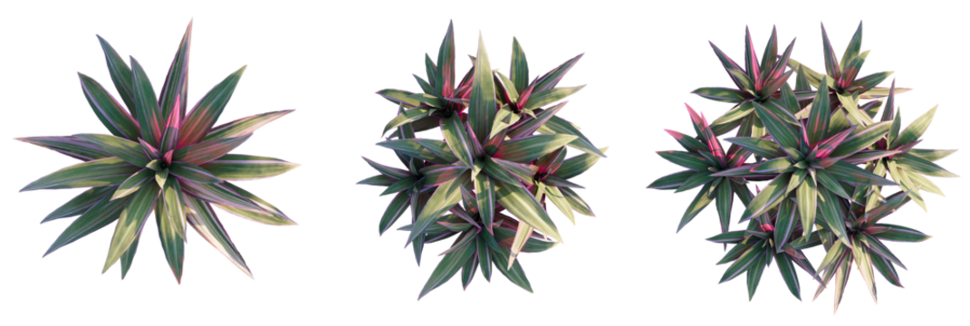 Rhoeo spathaceo Tree plan top view cutout transparent isolate on background