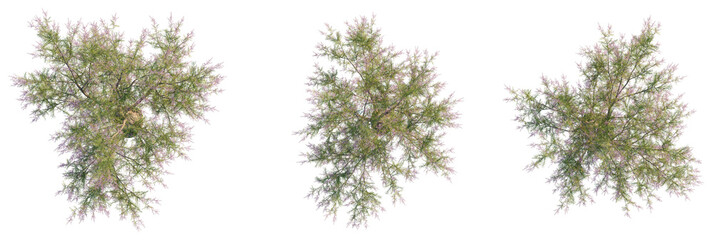 Tamarix ramosissima Tree plan top view cutout transparent isolate on background