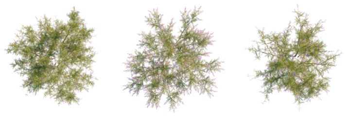 Tamarix ramosissima Tree plan view cutout transparent background