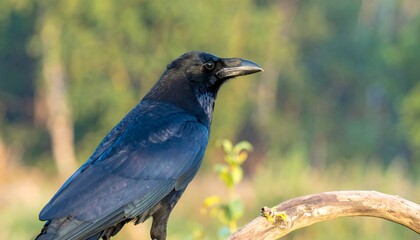 Naklejka premium Black Crow Perched on Branch.