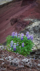 A glimpse of Icelandic nature, home to the hidden folk, captured in quiet contemplation. A solitary lupine on the barren red earth of a volcanic crater.