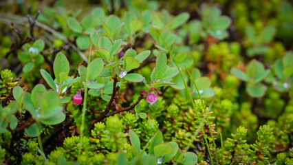 A glimpse of Icelandic nature, home to the hidden folk, captured in quiet contemplation. A macro discovery of a miniature world, where young blueberry plants are adorned with jewel-like raindrops afte