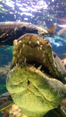 Fototapeta premium Underwater close-up of a large fish's head