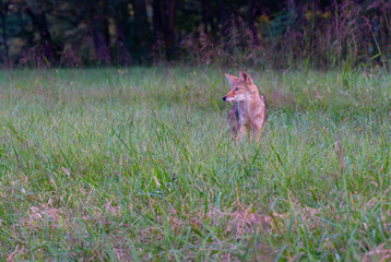 A coyote pausing in a grassy field at the edge of a forest to glance around at its surroundings,...