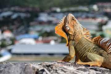 Leguan, gut getarnt sonnte er sich auf den alten Mauer vom Fort Louis
