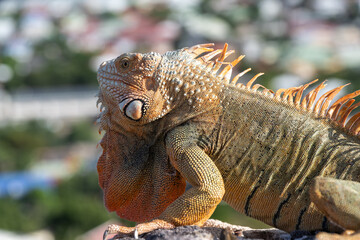 Leguan, gut getarnt sonnte er sich auf den alten Mauer vom Fort Louis