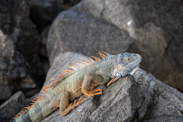 Leguan, frei lebend auf der felsigen Mole bei Marigot