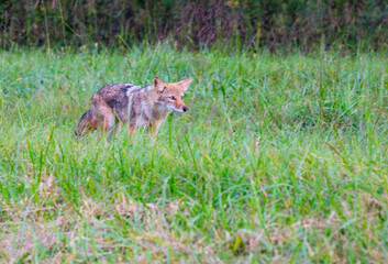 A coyote in a field at the edge of a forest eyeing something in the distance, Cades Cove, Great Smoky Mountains, Tennessee