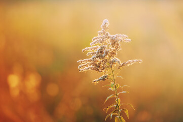 Delicate flower blooms in golden field during sunset, showcasing nature's beauty and tranquility in autumn